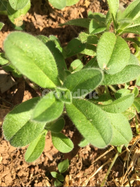 leaf,잎,plant,식물,pottedplant,화분,jar,항아리,pottery,도기류,vase,병장식,planter,파종기,herbs,허브