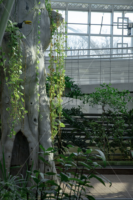 나무,숲,감성사진,식물원,동궁원,감성,식물,자연,plants,nature,나무,trees,wood