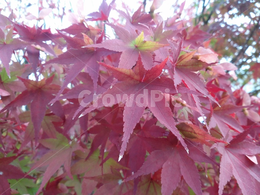 leaf,잎,plant,식물,tree,나무,maple,단풍,식물,자연,plants,nature