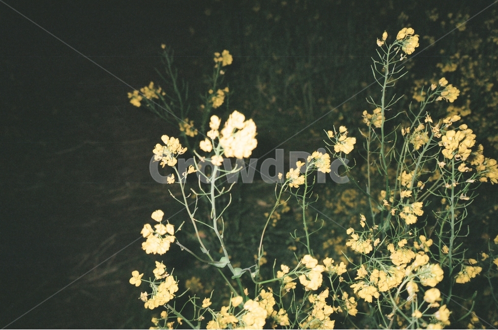 야간,꽃,유채꽃,꽃밭,감성,식물,자연,plants,nature,꽃,flower