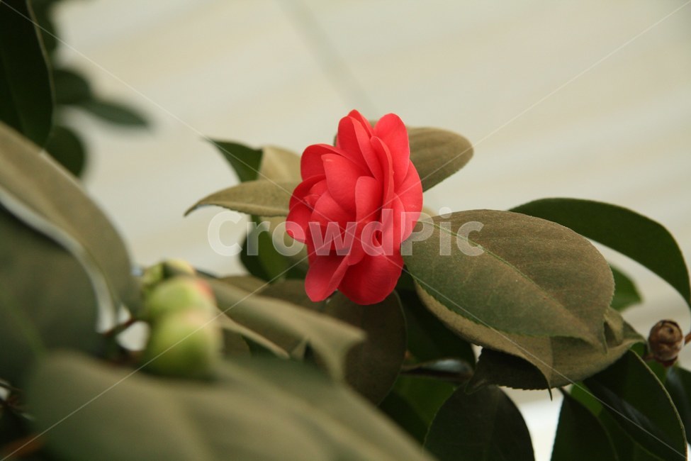 plant,식물,장미,꽃,flower