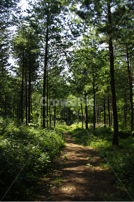 나무,식물,길,자연,초록,초목,woodland,삼림지,숲,plant,tree,자연,풍경,nature,landscape