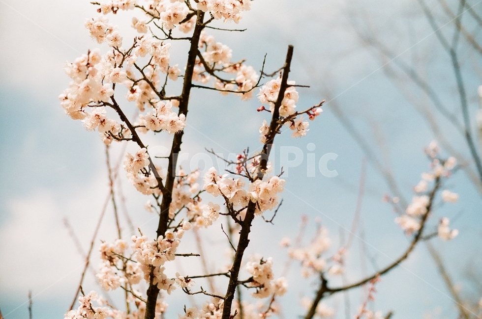 봄,벚꽃공원,공원,벚꽃,산책,plant,식물,flower,꽃,blossom,봄,계절,spring,season