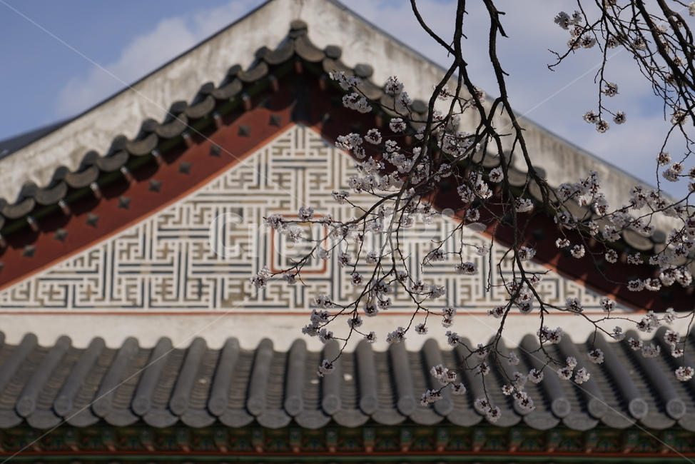 수양벚나무,덕수궁,deoksugung,문화재,건물,building,벚꽃,cherryblossom,식물,plant