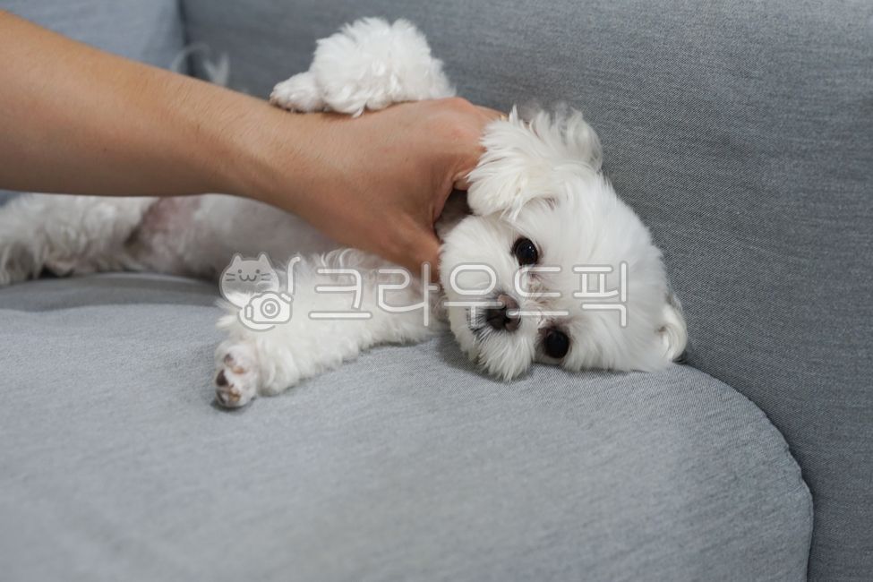 Pets,puppy,Maltese,dog,maltese,pet