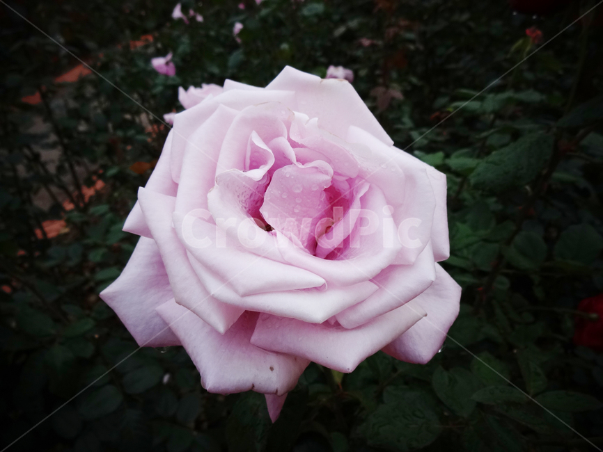 블루라이트,bluelight,보라색,일본장미,식물,꽃,장미,봄,공원,봉오리,꽃잎,꽃망울,비,꽃송이,야외,물방울,자연,봄비,화원,보라장미,보라색장미,젖은꽃잎,plant,flower,rose,spring,park,petal,bud,rain,blossom,outdoor,waterdrop,nature,springrain,landscape,flowergarden,violetrose,purplerose,wetpetal