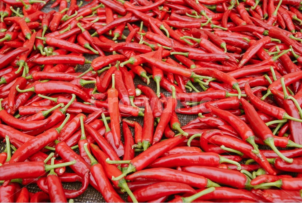 고추,빨강,빨간,농사,추수,채소,야채,vegetables
