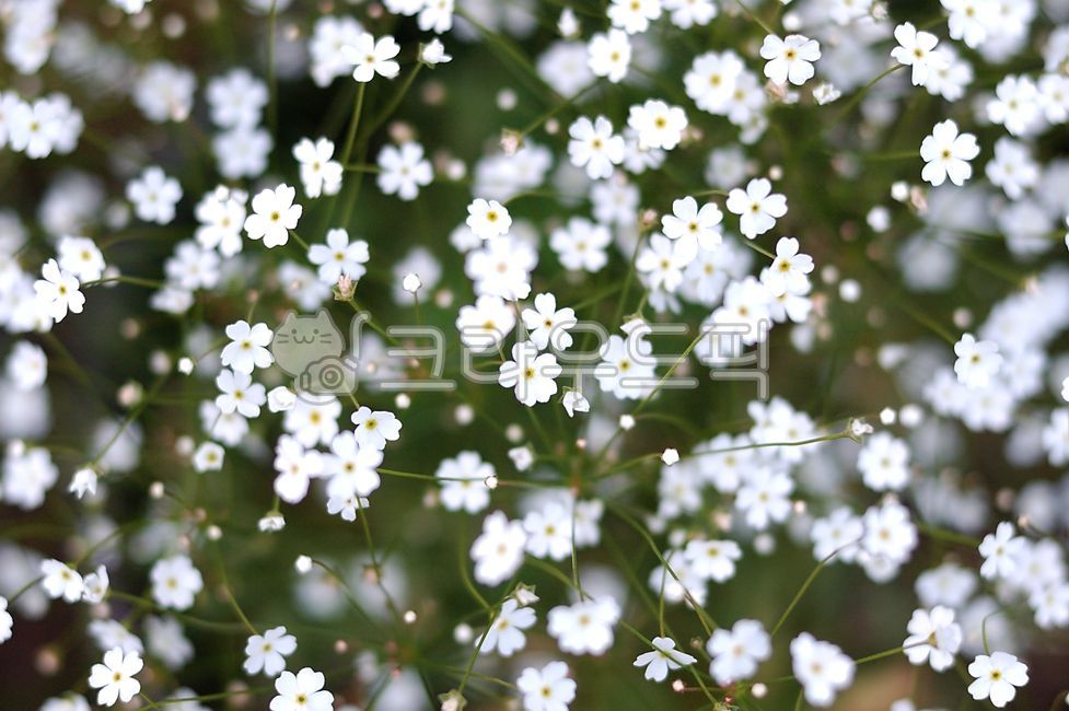꽃,안개꽃,꽃잎,흰꽃,식물,plant,flower,blossom,petal,5월