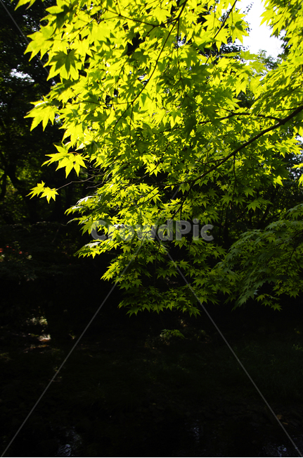 나무,잎,빛,식물,초록,식물,자연,plants,nature