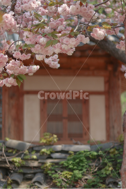 꽃,벚꽃,겹벚꽃,봄,벚꽃놀이,봄,계절,spring,season,한국전통,한국문화,korean traditional,korean culture,식물,자연,plants,nature,꽃,flower,plant,blossom