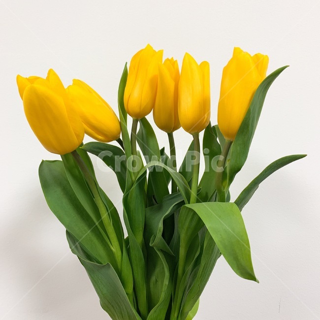 plant,식물,flower,꽃,blossom,봄,노랑,spring,yellow,노란꽃,노란색,튤립,노란튤립,tulip,감성
