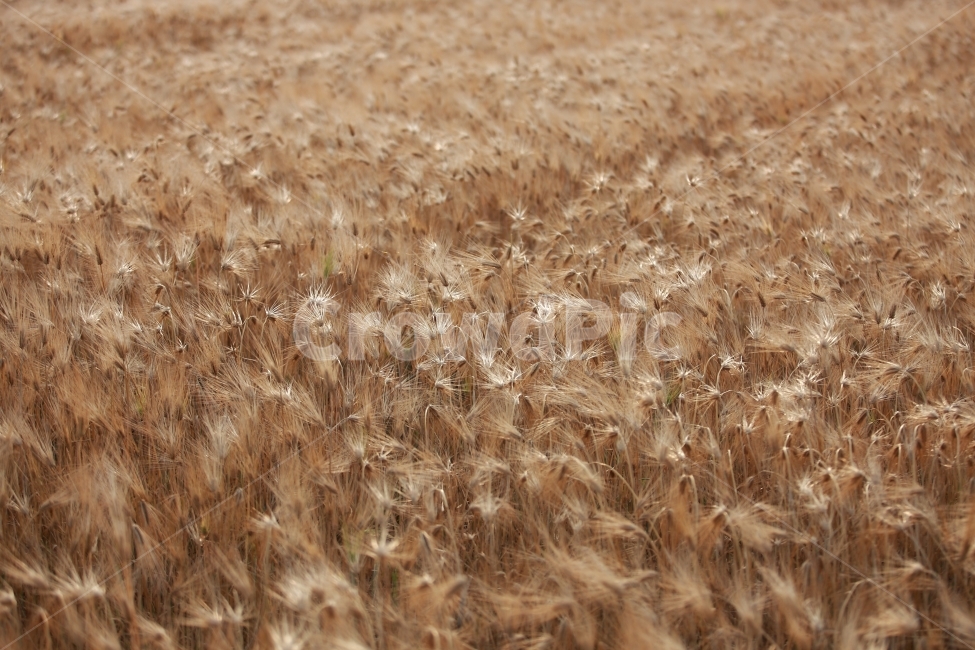 봄,여름,보리,청보리,자연,풍경,일상,여행,식물,자연,plants,nature