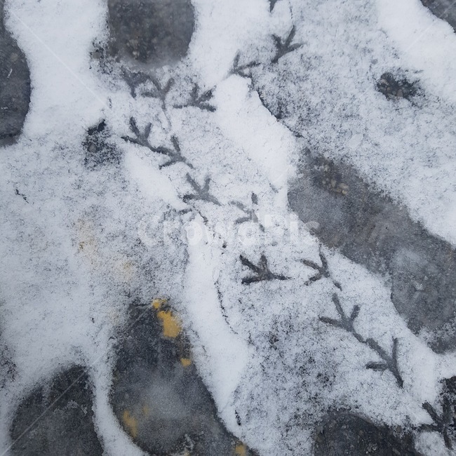 새,발자국,눈,눈밭,도로,겨울,계절,winter,season