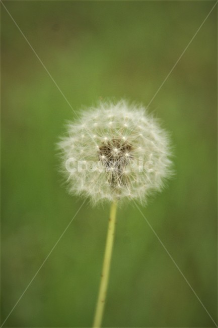 plant,식물,blossom,꽃,flower,민들레,홀씨