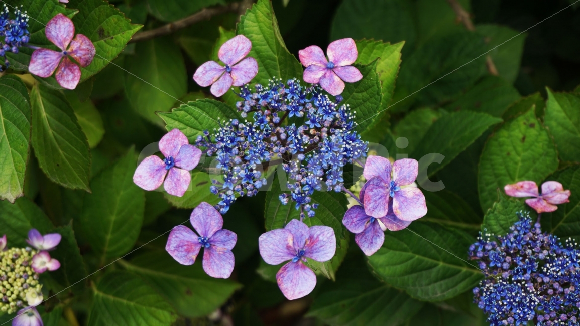 수국,꽃,flower,태종사,태종대,부산,식물,plants,nature,식물,자연,plants,nature,꽃,flower