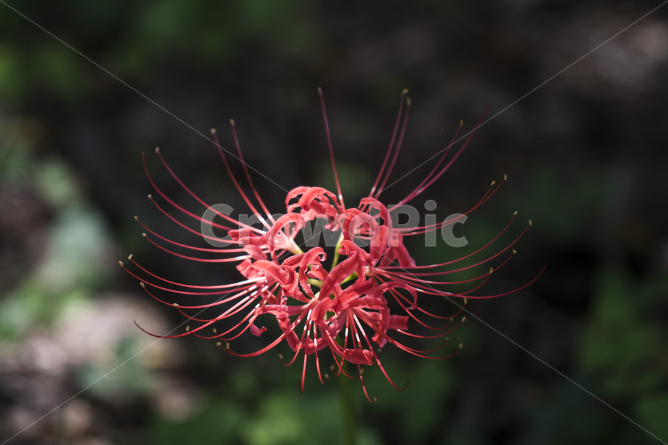 꽃무릇,상사화,꽃,식물,자연,여름,배경,식물,자연,plants,nature,꽃,flower