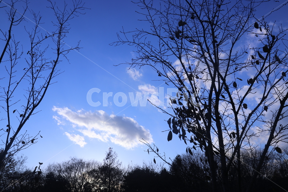 푸른,하늘,구름,나무,나뭇가지,bluesky,tree,branch