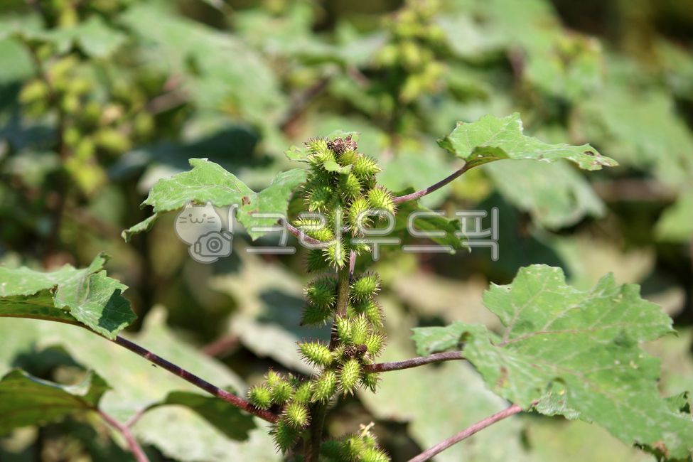 식물,plant,열매,도꼬마리,큰도꼬마리,가시