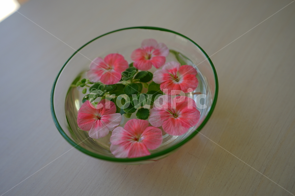 화분,꽃,장식,인테리어,식물,취미,플라워,창가,물,flower,핑크,분홍,컬러,색감,감성사진,꽃,flower,인테리어,실내디자인,interior design