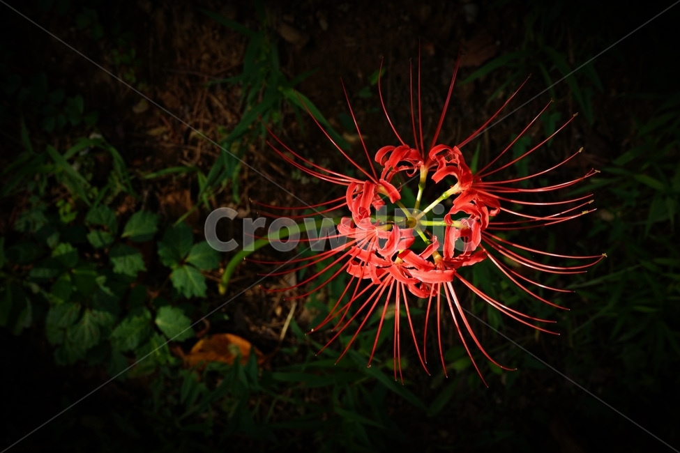 꽃무릇,붉은상사화,슬픈추억,garden,september,꽃,flower,redspiderlily,red,august,bloom,fullbloom,수선화과,여러해살이풀,석산,Lycorisradiata,식물,자연,plants,nature,꽃,flower