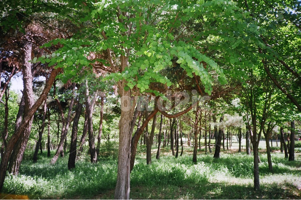 대전한밭수목원,수목원,나무,daejeon,arboretum,tree,sunny
