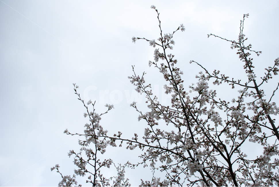 봄,벚꽃,꽃,배경,자연,풍경,하늘,나무,공원,cherryblossoms,식물,벚나무,매화,계절,축제,조경,나뭇가지,시골,경치,화사한,핑크,향기,분홍,맑음,spring,season,flower,생화,만개,만발,봄,계절,spring,season,식물,자연,plants,nature,꽃,flower