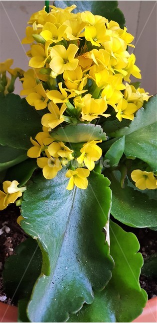 꽃,화분,자연,식물,노란꽃,초록,nature,green,flower,yellow,식물,자연,plants,nature,꽃,flower