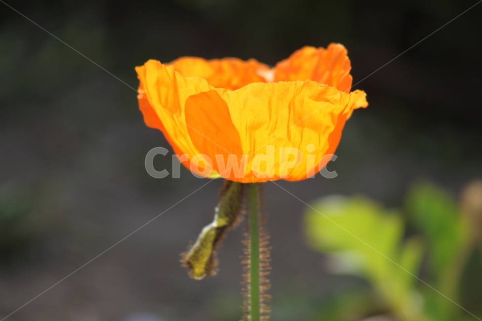 꽃양귀비,개양귀비,양귀비,꽃,poppy