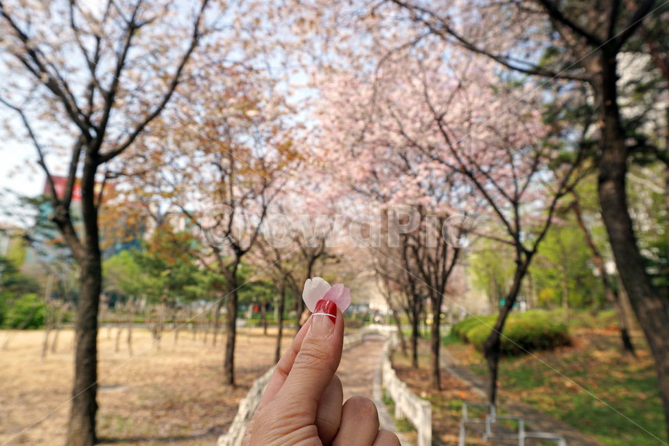 봄,벚꽃,꽃잎,손,흰벚꽃,분홍벚꽃,핑크,분홍,흰색,벚꽃길,산책,벚나무,벚꽃나무,하늘,울타리,벤치,하트,아웃포커싱,감성사진,꽃잎하트,햇살,벚꽃잎,나무,꽃하트,풍경,배경,손하트,spring,cherryblossom,heart,꽃,봄꽃,봄풍경,white,pink,green,sky,skyblue,springflower,sakura,봄,계절,spring,season,꽃,flower,사람,인물,인간,human,person,신체일부,몸,body,plant,식물