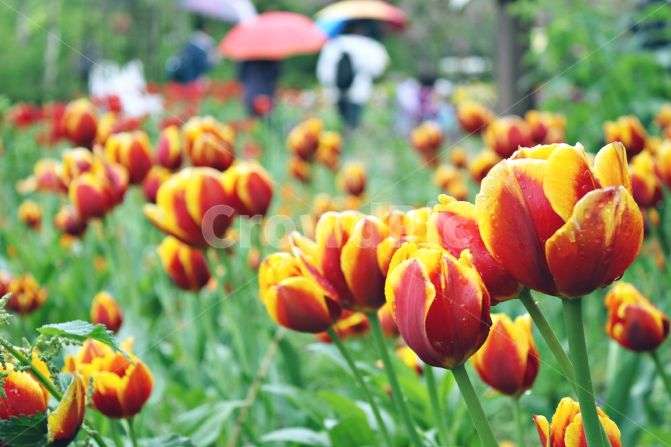 꽃,식물,튜울립,자연,꽃망울,튤립,tulip,외떡잎식물,beauty,flower,봄,계절,spring,season,식물,자연,plants,nature,꽃,flower,plant