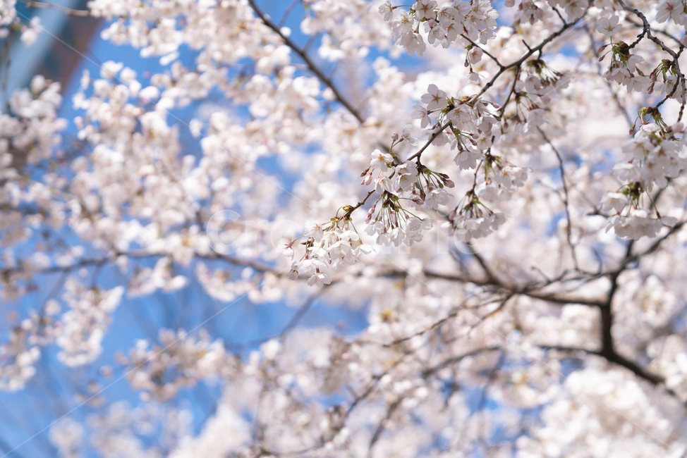 벚꽃,꽃,blossom,flower,강,시냇물,봄,spring