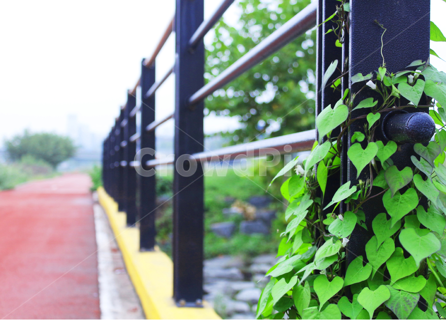 다리,도로,덤블,하트,강,자전거도로,식물,자연,plants,nature