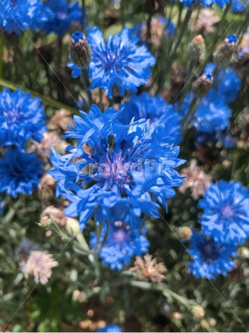 파란꽃,봄,여름,여름꽃,plant,식물,식물,자연,plants,nature