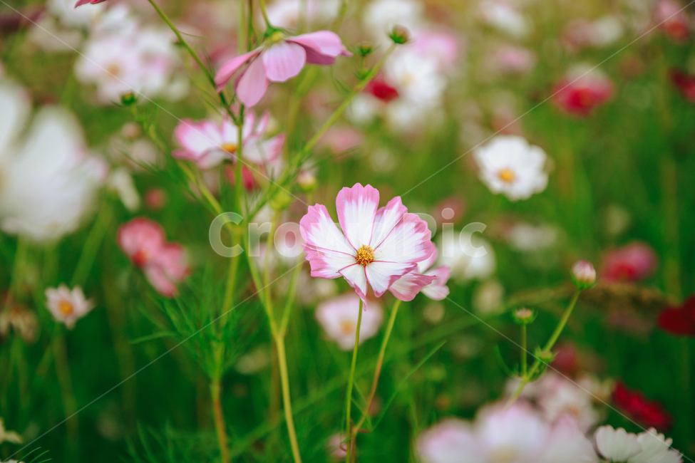 코스모스,꽃,자연,식물,가을,아름다운,commoncosmos,가을,계절,fall,autumn,season,식물,자연,plants,nature,꽃,flower,geranium,제라늄,plant,blossom