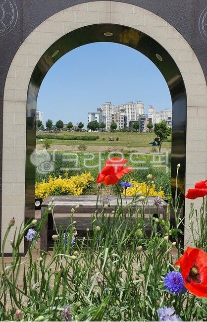 chair,cornflower,arch,building,park,poppy flower
