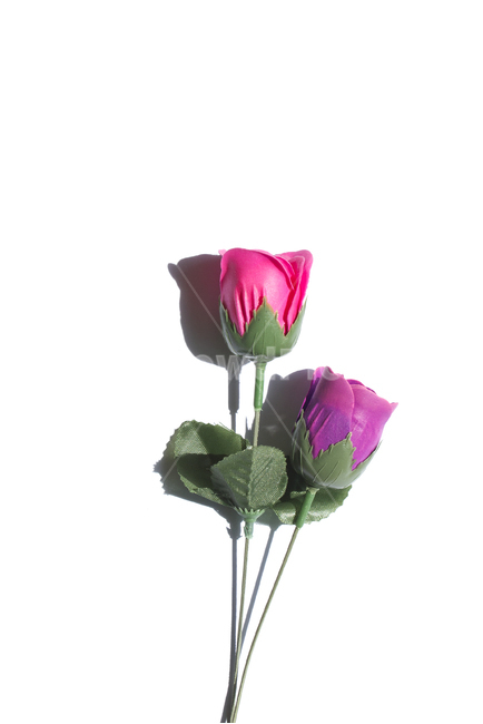 장미,로즈,꽃,플라워,조화,비누,비누꽃,핑크,분홍,줄기,흰배경,클로즈업,사물,자연,식물,잎,잎사귀,이파리,나뭇잎,보라색,퍼플,자주색,식물,자연,plants,nature,꽃,flower