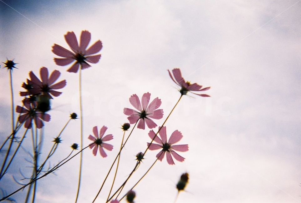코스모스,가을,꽃,가을하늘,로모카메라,필름사진,필름카메라,감성사진,코스모스사진,가을,계절,fall,autumn,season,식물,자연,plants,nature,꽃,flower,감성,sensible,feeling,plant,animal,동물,bird,새
