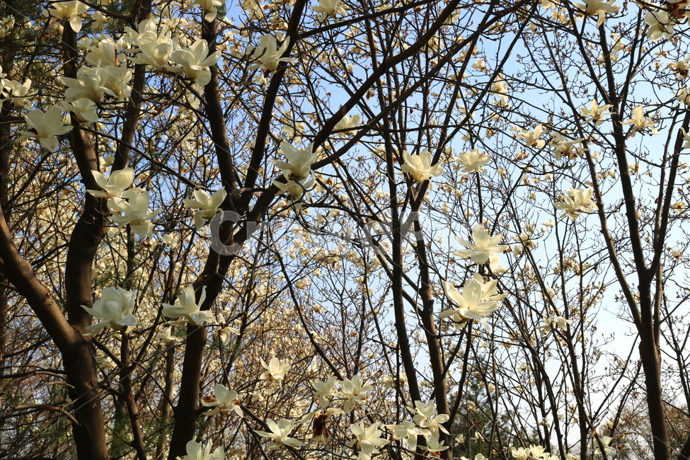 목련,꽃,목련꽃,나무,식물,흰꽃,봄,자연,식물,자연,plants,nature,꽃,flower