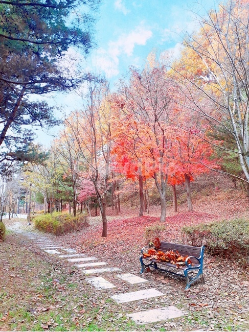 가을숲,가을풍경,단풍,감성사진,식물,나무,정원,가을,계절,fall,autumn,season
