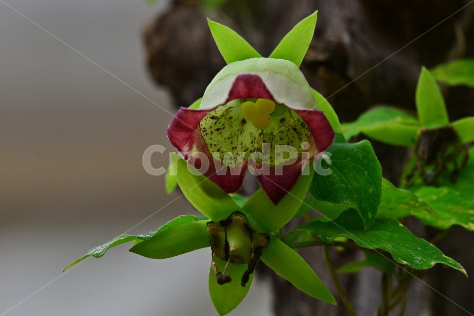 leaf,잎,plant,식물,blossom,flower,꽃,더덕꽃