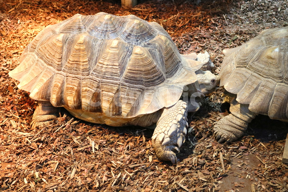 거북,거북이,동물,설가타,설가타거북,육지거북,파충류,자연,동물,animal,파충류,양서류,reptile,amphibian