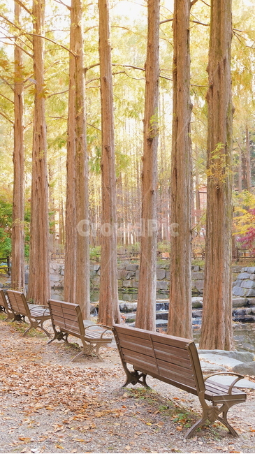 나무,자연,풍경,가을,휴양림,휴식,힐링,공원,가을,계절,fall,autumn,season,나무,trees,wood,tree,plant,식물