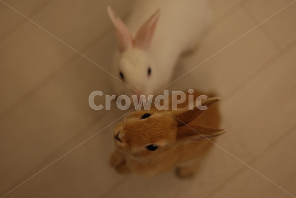 암수토끼,토끼커플,집토끼,아기토끼,토끼들,토끼아이컨텍,동물,animal,포유류,mammal