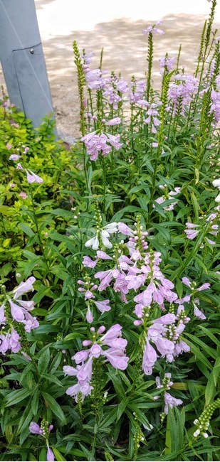 plant,식물,blossom,flower,꽃,acanthaceae,잔잔과