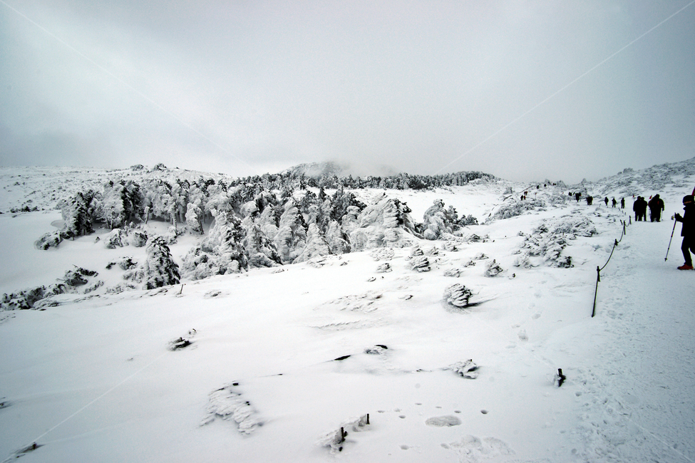 한라산,제주도,영실코스,설경,설화,겨울,등반로,등산객,겨울,계절,winter,season
