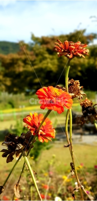 꽃,주황색,배경,아름다움,이쁜,식물,자연,plants,nature,꽃,flower