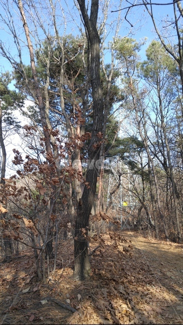 나무,산,열매,흙,야외
