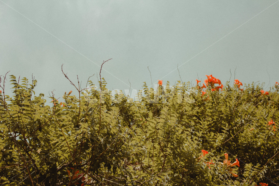 꽃,풀,수풀,감성,필름,자연,flower,bush,retro,film