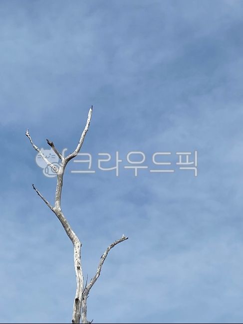 가시,겨울,나뭇가지,쓸쓸함,공허함,plant,식물,tree,나무