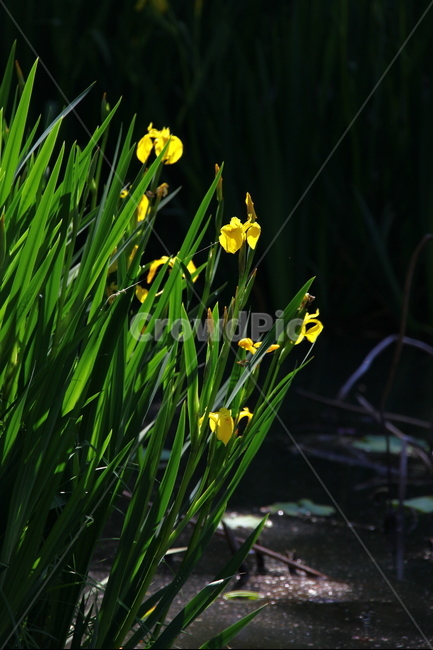 오월단오,창포,봄,꽃,힐링,식물,자연,plants,nature,꽃,flower